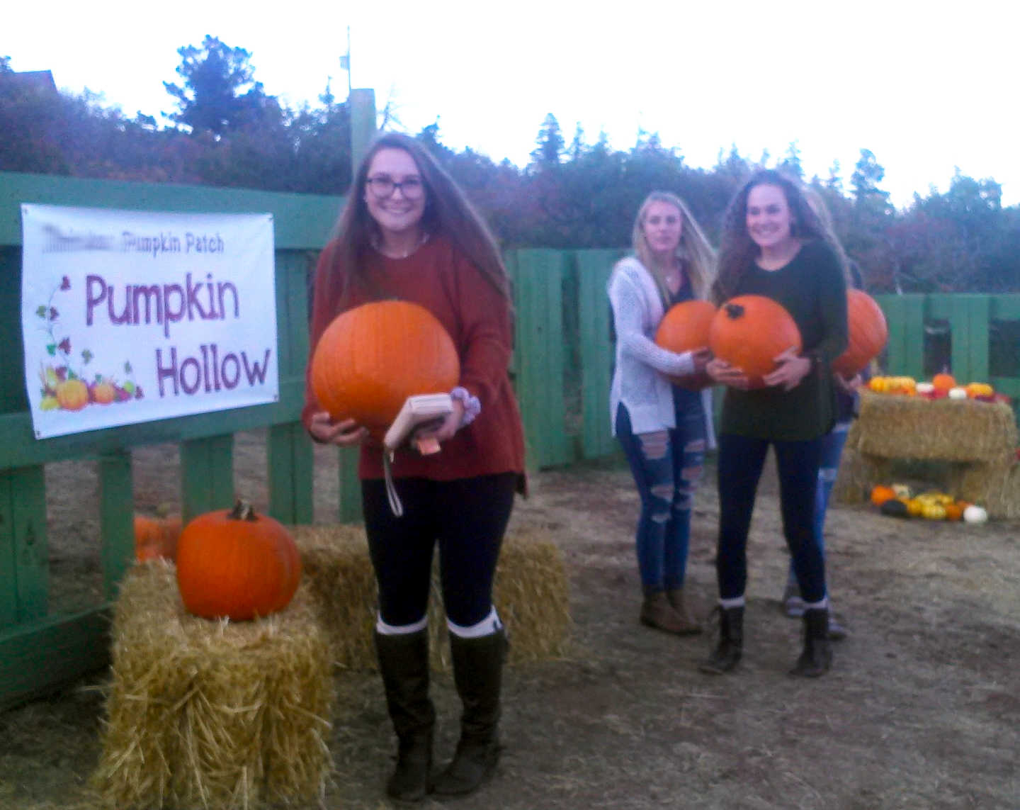 Fall Mountain Farm - Pumpkins In The Field