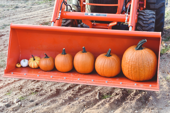 Fall Mountain Farm - Pumpkins By Size in Tractor Bucket />
					  </p>
          </div end=