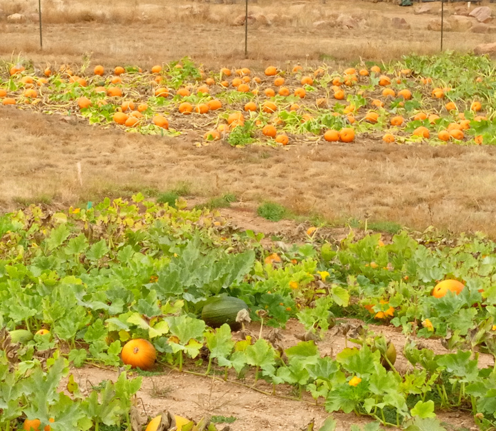 Fall Mountain Farm - Pumpkins In The Field