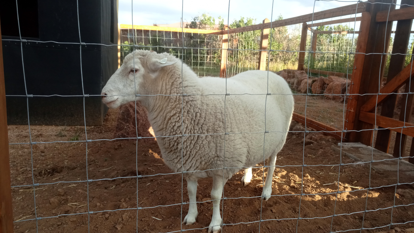 Fall Mountain Farm - Sheep